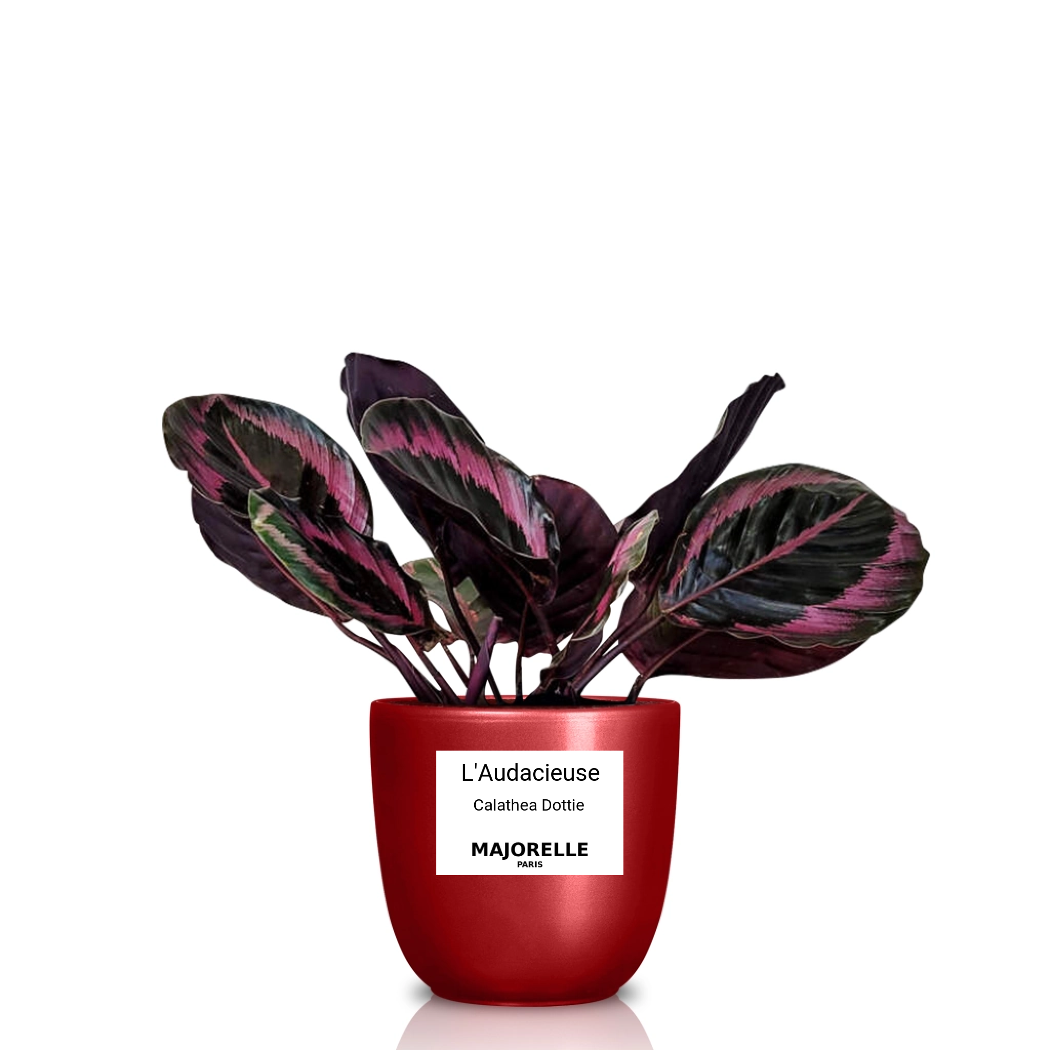 L'Audacieuse